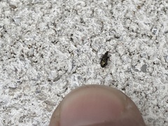 Salpingus viridiaeneus