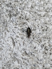 Salpingus viridiaeneus