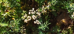 Galium aetnicum