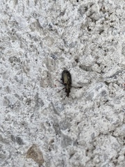 Salpingus viridiaeneus