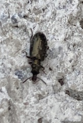 Salpingus viridiaeneus