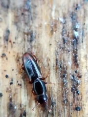 Rhizophagus bipustulatus