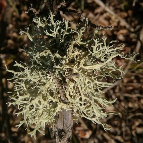 konárnik (Evernia)