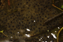 Lithobates areolatus