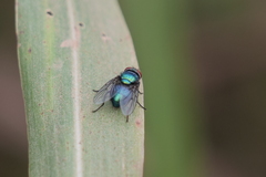 Lucilia eximia