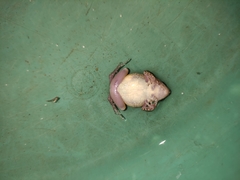 Arthroleptis poecilonotus