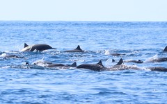 Stenella longirostris