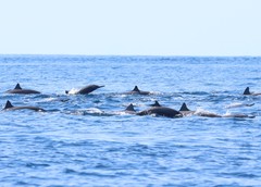 Stenella longirostris