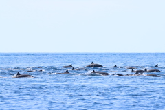 Stenella longirostris