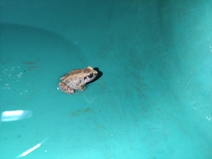 Arthroleptis poecilonotus