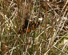 Eurranthis plummistaria