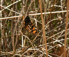 Eurranthis plummistaria