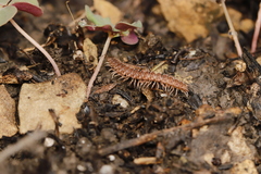 Pseudopolydesmus pinetorum