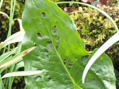 Melanustilospora ari