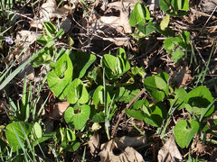 Aristolochia clematitis