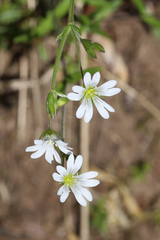 Cerastium velutinum