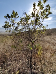 Rhus standleyi