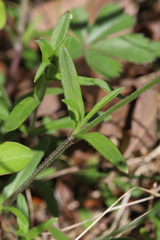 Cerastium velutinum