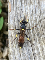 Ichneumon stramentor