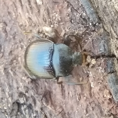 Accanthopus velikensis