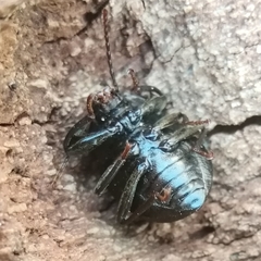 Accanthopus velikensis