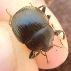 Accanthopus velikensis