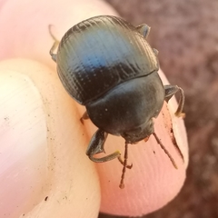 Accanthopus velikensis