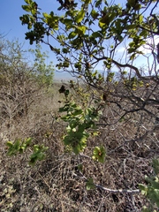 Rhus standleyi