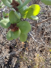 Rhus standleyi
