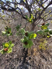 Rhus standleyi