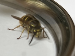 Vespula vulgaris