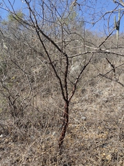 Bursera schlechtendalii