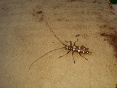 Olenecamptus siamensis