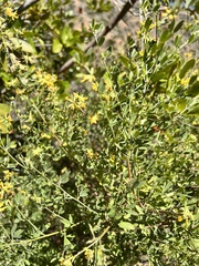 Acmispon dendroideus