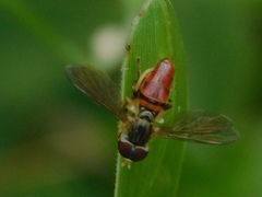 Toxomerus boscii