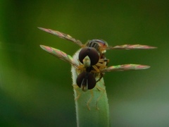 Toxomerus boscii