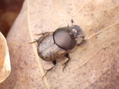 Onthophagus similis