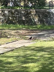 Corvus brachyrhynchos