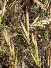 Bromus lanceolatus