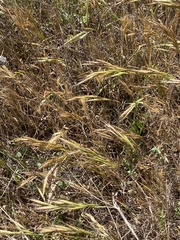 Bromus lanceolatus