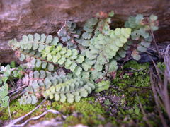 Asplenium petrarchae petrarchae