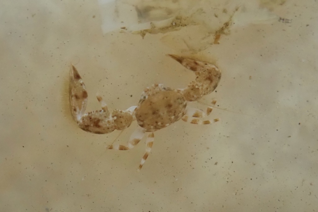 Polyonyx nitidus