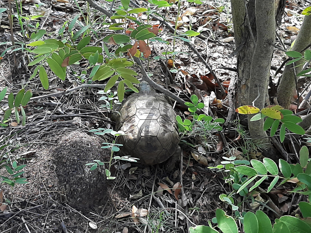 Speke's Hinge-back Tortoise from Tsodilo Hills, Botswana on December 27 ...