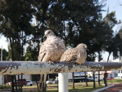 Columbina inca