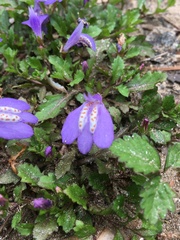 Mazus miquelii