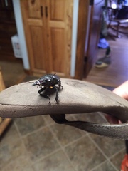 Lucanus placidus