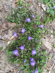 Mazus miquelii