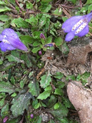 Mazus miquelii