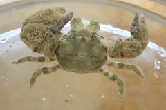 Pachycheles pubescens