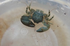 Petrolisthes cinctipes